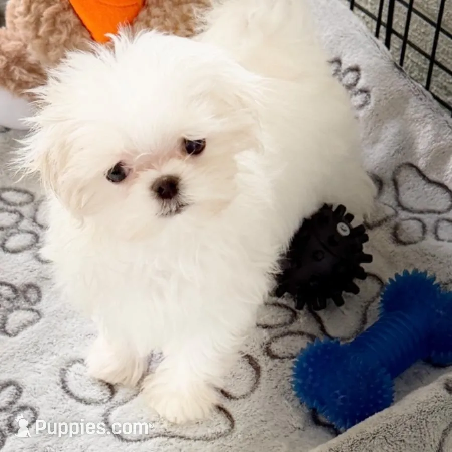 Korean teacup1.7 – Maltese puppy for sale in Orlando, FL