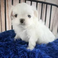 Korean teacup1.7, a male Maltese for sale in Orlando, FL – Photo 2 of 2