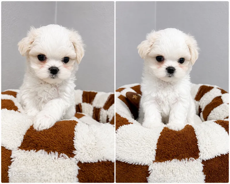 Echo Korean akc – Maltese puppy for sale in Orlando, FL