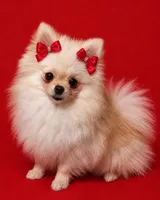 Yumi teacup Korean 3.8, a female Pomeranian for sale in Orlando, FL – 1 of 1