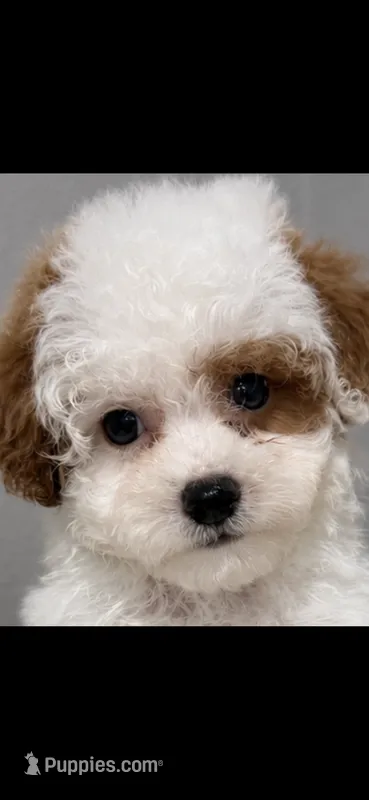Patch – Poodle - Toy  puppy for sale in Orlando, FL
