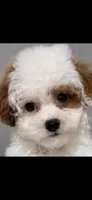 Patch korean, a male Poodle - Toy  for sale in Orlando, FL – 1 of 2