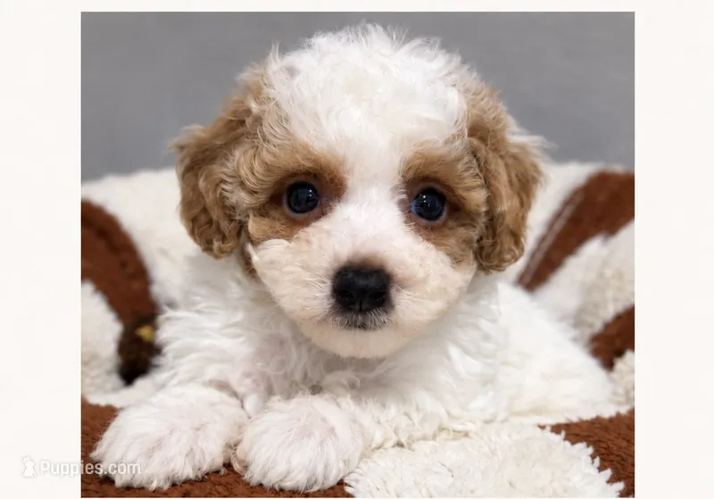 Pumpkin – Poodle - Toy  puppy for sale in Orlando, FL