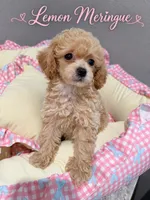 Lemon meringue, a female Poodle - Toy  for sale in Orlando, FL – 1 of 1