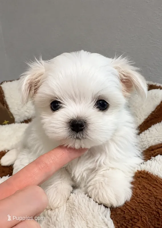 Akc Tigger teacup korean – Maltese puppy for sale in Orlando, FL