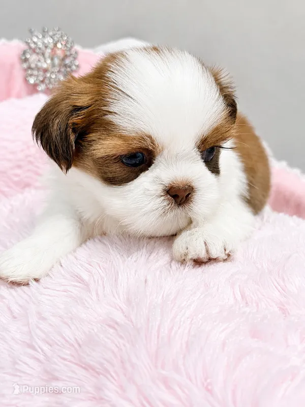 Ginger  – Shih Tzu puppy for sale in Orlando, FL
