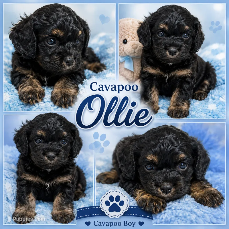 Ollie – Cavapoo puppy for sale in Orlando, FL