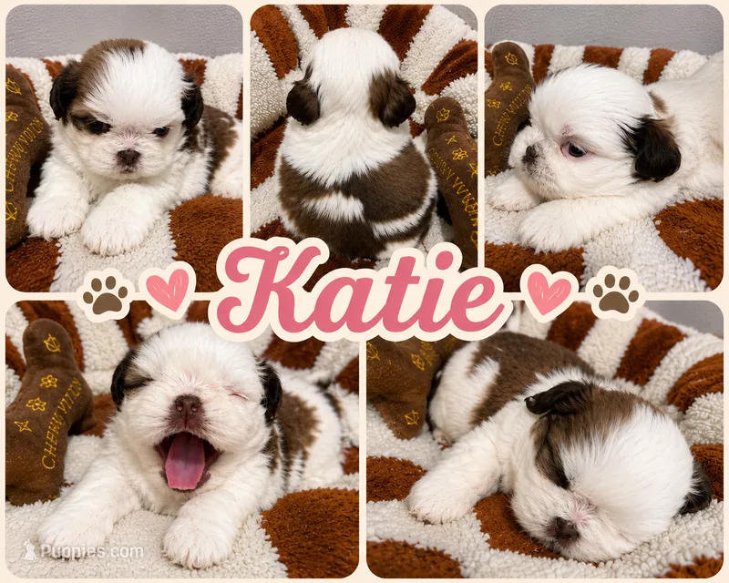 Kate – Shih Tzu puppy for sale in Orlando, FL