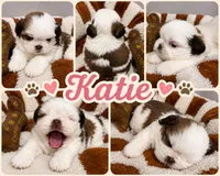Kate, a female Shih Tzu for sale in Orlando, FL – 1 of 1