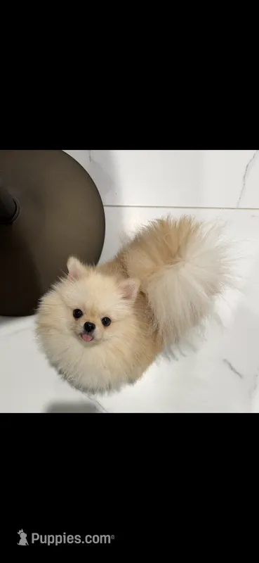 Yumi Korean teddy bear – Pomeranian puppy for sale in Orlando, FL