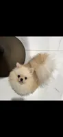 Yumi Korean teddy bear, a female Pomeranian for sale in Orlando, FL – 1 of 1