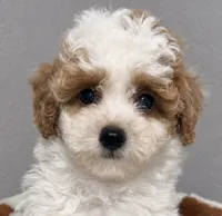 Pumpkin korean, a male Poodle - Toy  for sale in Orlando, FL – 1 of 2