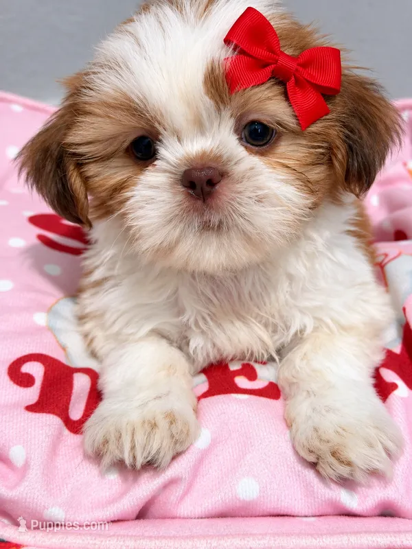 Ginger  – Shih Tzu puppy for sale in Orlando, FL