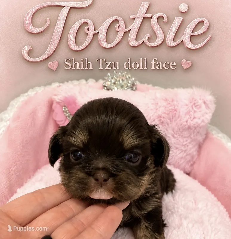 Tootsie – Shih Tzu puppy for sale in Orlando, FL