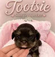 Tootsie, a female Shih Tzu for sale in Orlando, FL – 1 of 1
