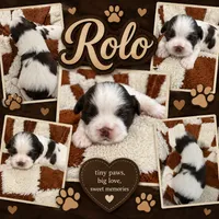 Rolo, a male Shih Tzu for sale in Orlando, FL – 1 of 1