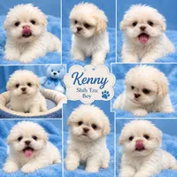Kenny , a male Shih Tzu for sale in Orlando, FL – 1 of 1