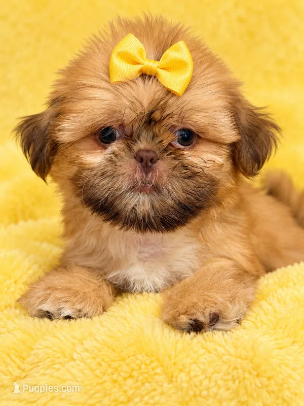 Honey  – Shih Tzu puppy for sale in Orlando, FL