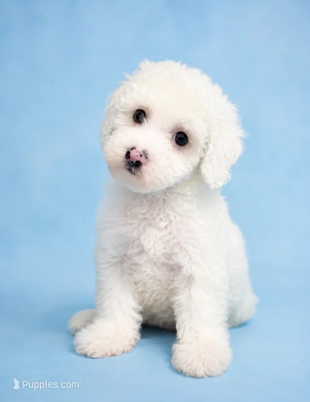 John – Poodle - Toy  puppy for sale in Orlando, FL