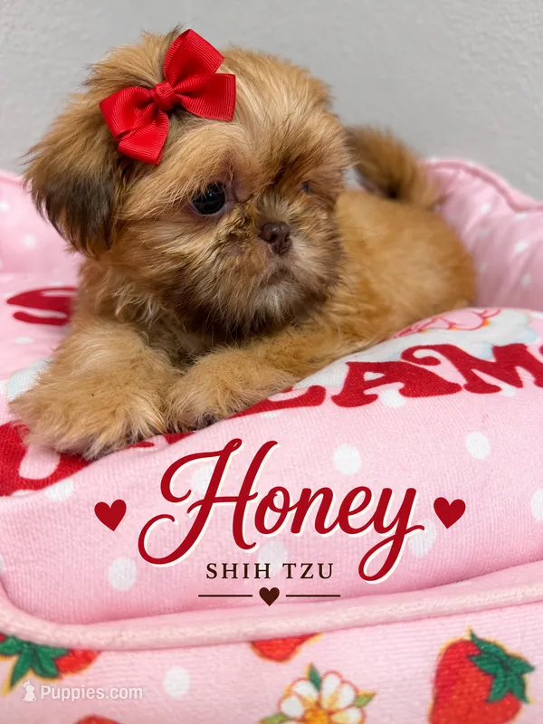 Honey  – Shih Tzu puppy for sale in Orlando, FL