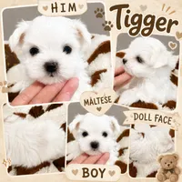 Akc Tigger teacup korean exotic face, a male Maltese for sale in Orlando, FL – 2 of 2