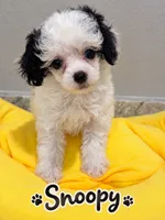 Snoppy small, a male Poodle - Toy  for sale in Orlando, FL – 1 of 1