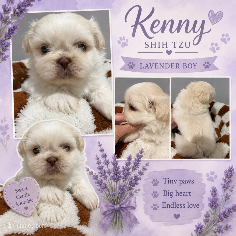 Kenny – Shih Tzu puppy for sale in Orlando, FL