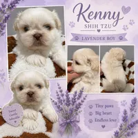 Kenny, a male Shih Tzu for sale in Orlando, FL – 1 of 1