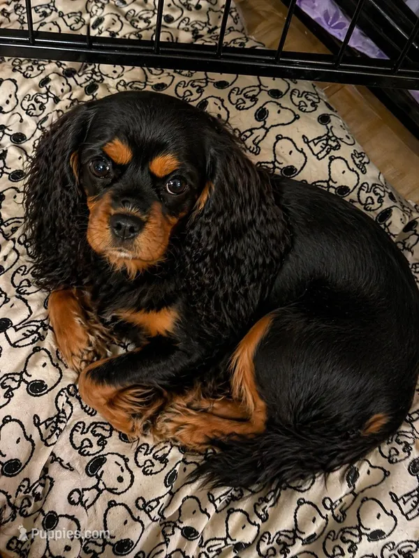 Jesse akc – Cavalier King Charles Spaniel puppy on hold in Orlando, FL