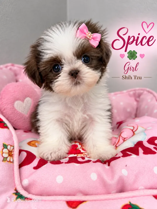 Spice 1.50 pounds  – Shih Tzu puppy for sale in Orlando, FL