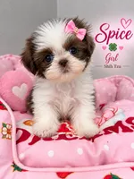 Spice 1.50 pounds , a female Shih Tzu for sale in Orlando, FL – 1 of 1