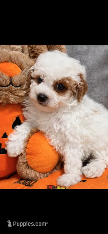 Patch – Poodle - Toy  puppy for sale in Orlando, FL