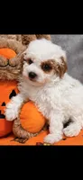 Patch, a male Poodle - Toy  for sale in Orlando, FL – 1 of 1