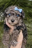 Star teacup, a female Poodle - Toy  for sale in Orlando, FL – Photo 2 of 2
