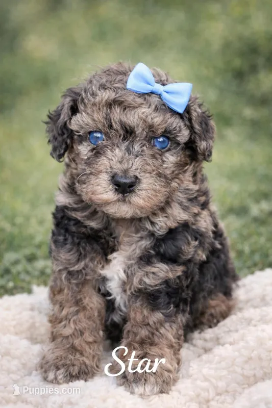 Star teacup, a female Poodle - Toy  for sale in Orlando, FL – Photo 1 of 2
