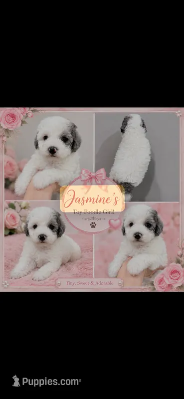 Jasmine’s – Poodle - Toy  puppy for sale in Orlando, FL