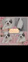 Jasmine’s, a female Poodle - Toy  for sale in Orlando, FL – 1 of 1