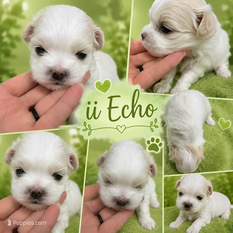 Echo Korean akc – Maltese puppy for sale in Orlando, FL