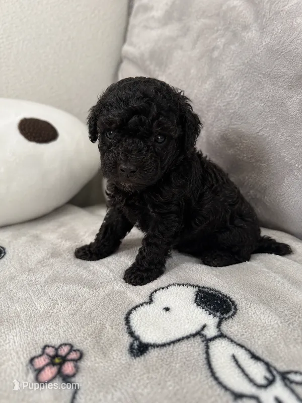 Woodstock – Yorkipoo puppy for sale in Orlando, FL