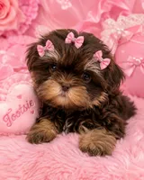 Tootsie teacup 2.5 doll face, a female Shih Tzu for sale in Orlando, FL – 1 of 6