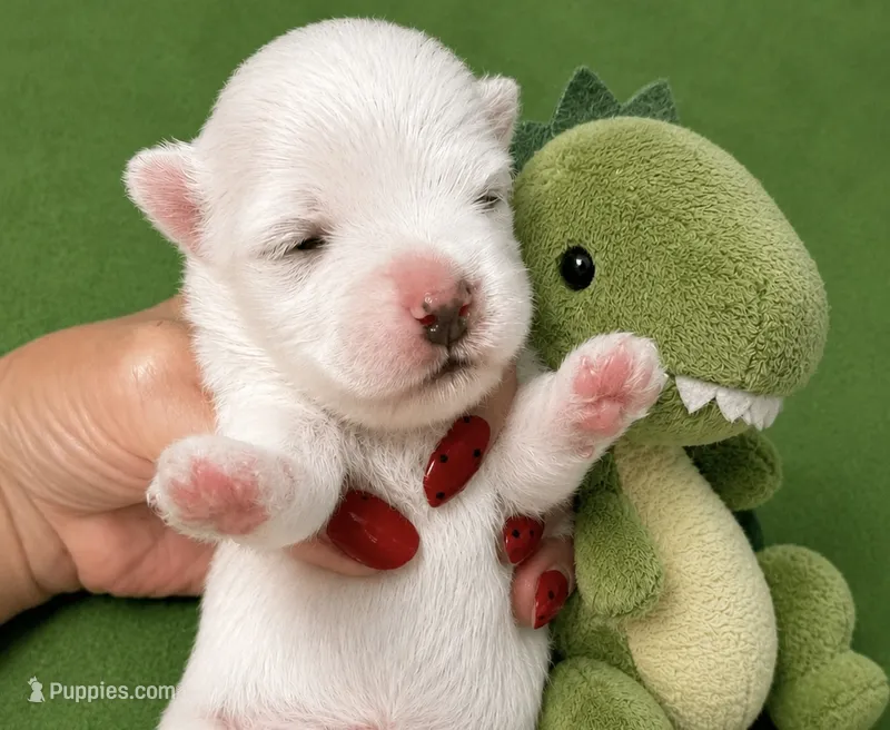 Dino teacup korean – Maltese puppy for sale in Orlando, FL