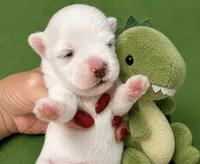 Dino teacup korean, a male Maltese for sale in Orlando, FL – 1 of 1