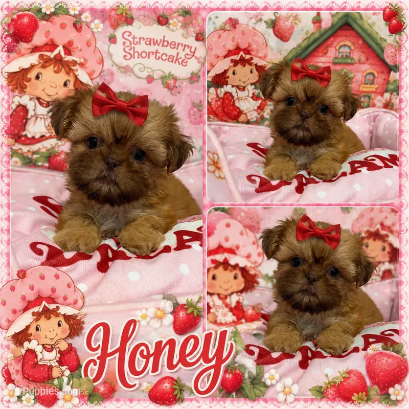 Honey  – Shih Tzu puppy for sale in Orlando, FL