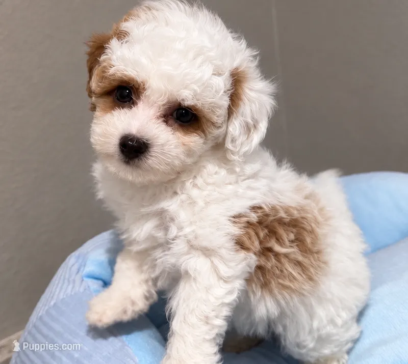 Jack-o’-lantern – Poodle - Toy  puppy for sale in Orlando, FL