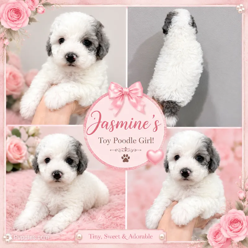 Jasmine  – Poodle - Toy  puppy for sale in Orlando, FL