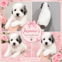 Jasmine , a female Poodle - Toy  for sale in Orlando, FL – 1 of 1