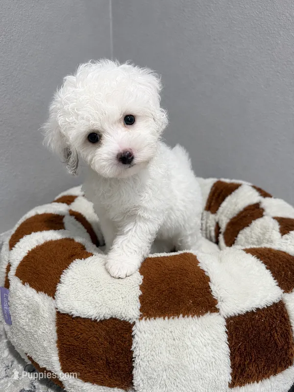 James – Poodle - Toy  puppy on hold in Orlando, FL