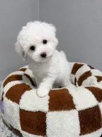 James, a male Poodle - Toy  for sale in Orlando, FL – 1 of 2