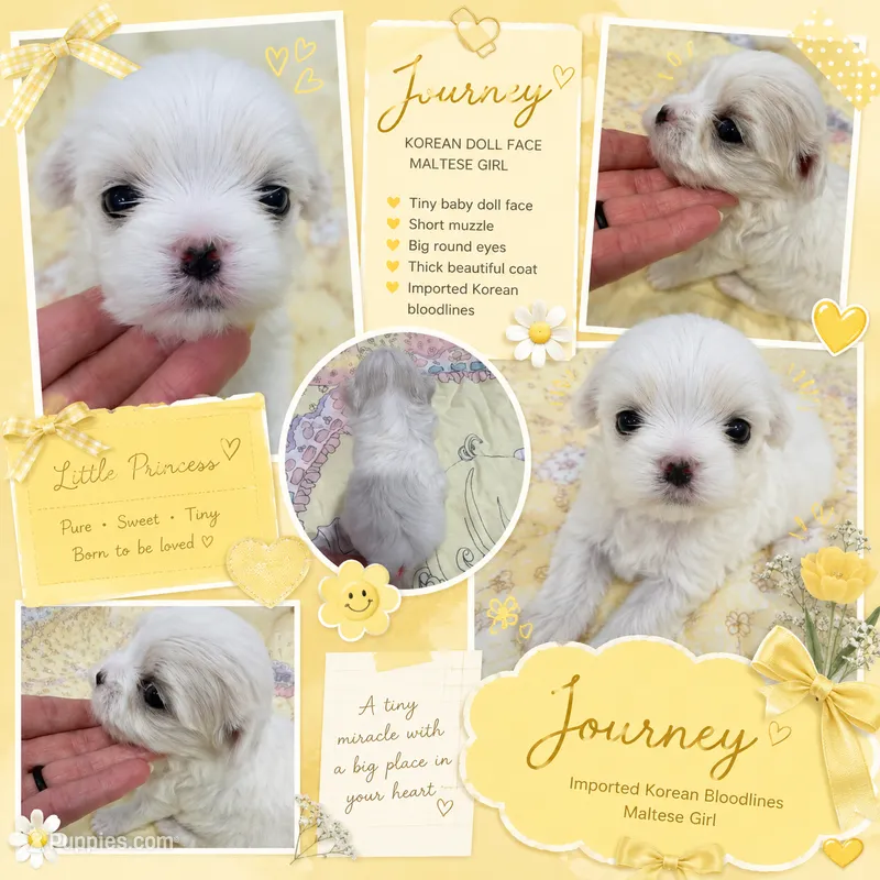 Journey Korean  – Maltese puppy for sale in Orlando, FL