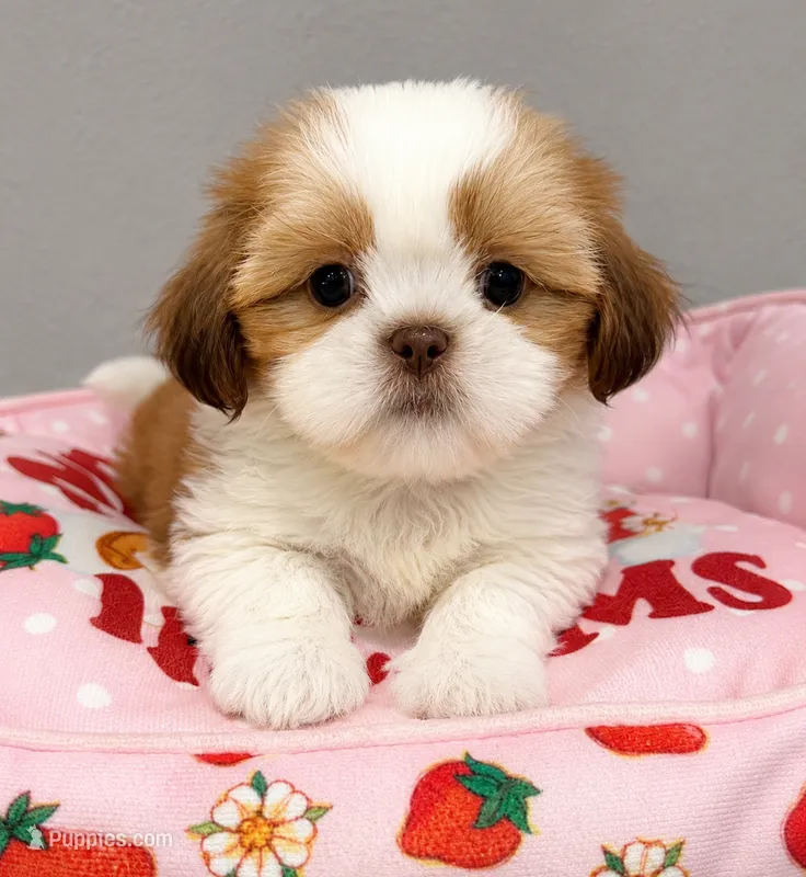 Ginger  – Shih Tzu puppy for sale in Orlando, FL